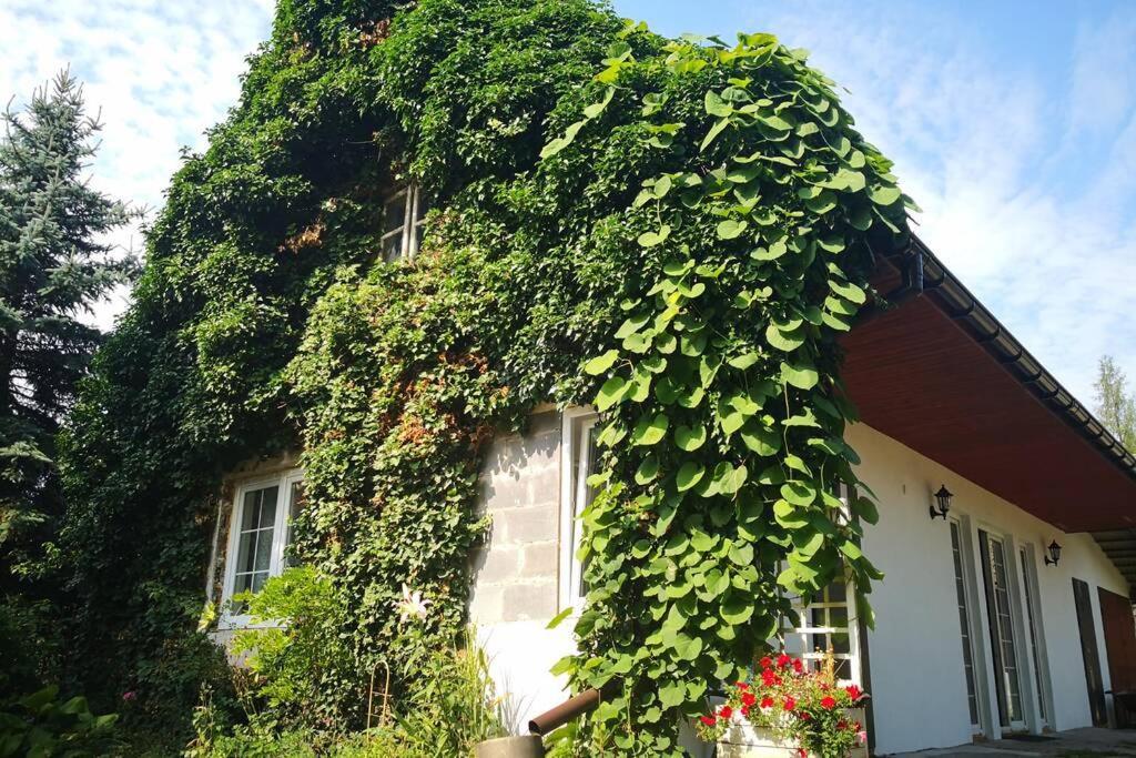 Lawenda I Bluszcz Apartment Jankowice  Bagian luar foto